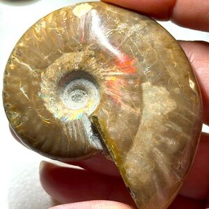 Flashy Ammonite Fossil Specimen